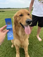 Bella, a female Goldendoodle for sale in Nokomis, IL – 2 of 7