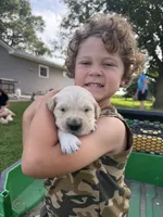 Bella, a female Golden Retriever for sale in Nokomis, IL – 4 of 4