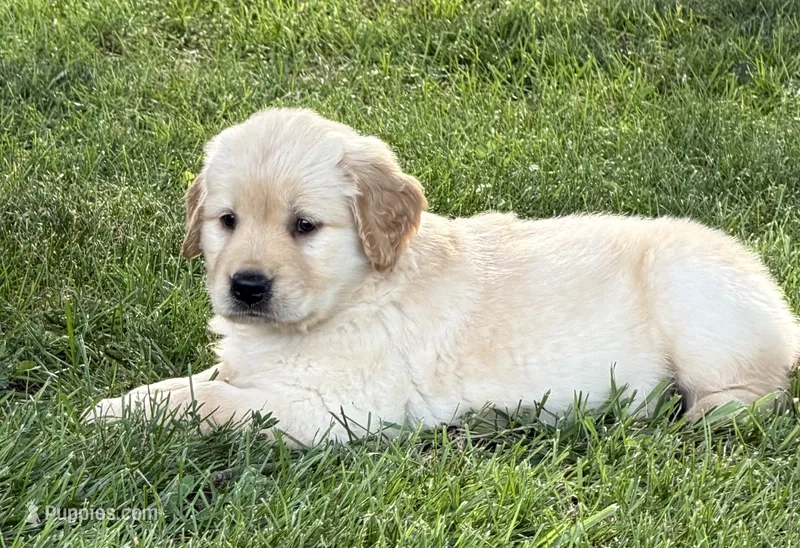 Bella – Golden Retriever puppy for sale in Nokomis, IL