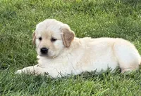 June, a female Golden Retriever for sale in Nokomis, IL – 1 of 7