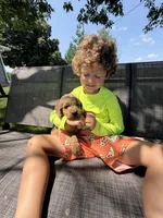 Hank, a male Goldendoodle for sale in Nokomis, IL – 7 of 8