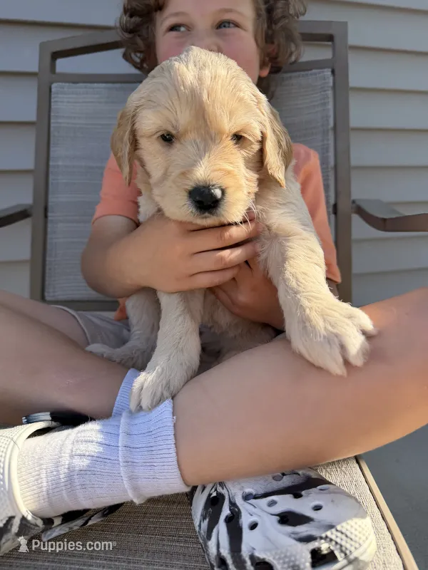 Lucy, a female Goldendoodle for sale in Nokomis, IL – 1 of 4