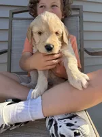 Lucy, a female Goldendoodle for sale in Nokomis, IL – 1 of 4