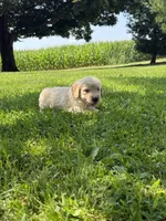 Bella, a female Goldendoodle for sale in Nokomis, IL – 4 of 7