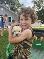 Lucy, a female Golden Retriever for sale in Nokomis, IL – 3 of 5
