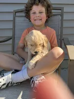 Lucy, a female Goldendoodle for sale in Nokomis, IL – 2 of 4