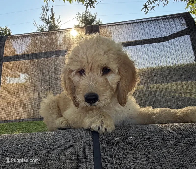 Hank – Goldendoodle puppy for sale in Nokomis, IL