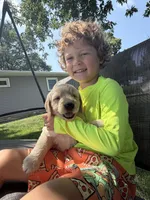 Bella, a female Goldendoodle for sale in Nokomis, IL – 5 of 7