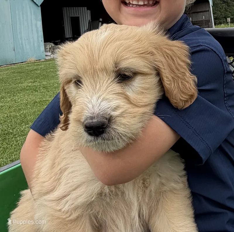 Jasper – Goldendoodle puppy for sale in Nokomis, IL