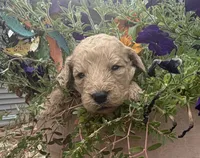 Sugar, a female Goldendoodle for sale in Nokomis, IL – 7 of 8