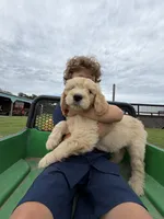 Duke, a male Goldendoodle for sale in Nokomis, IL – 6 of 6