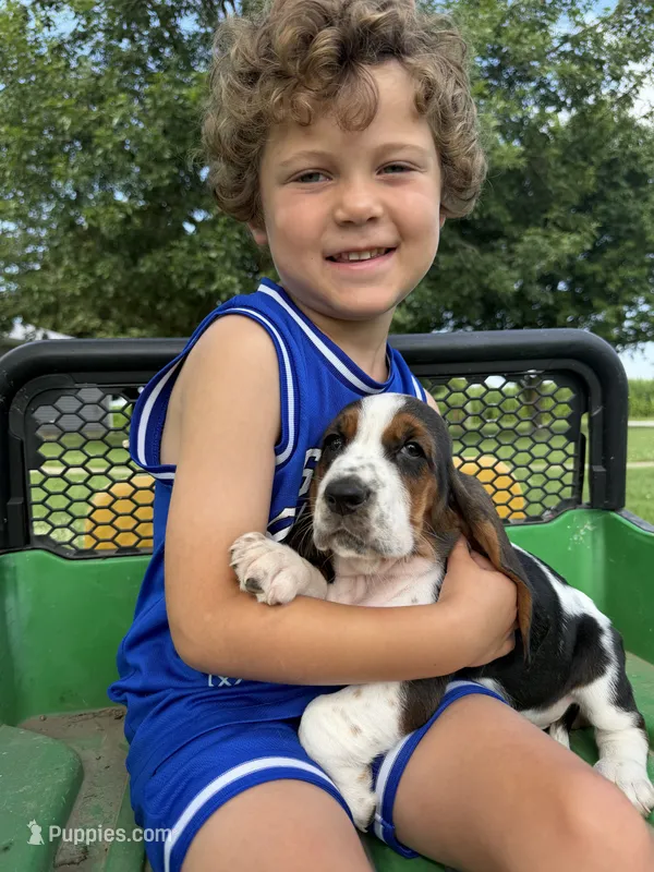 June – Basset Hound puppy for sale in Nokomis, IL