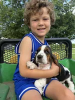 June, a female Basset Hound for sale in Nokomis, IL – 1 of 5