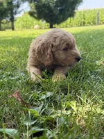 Hank, a male Goldendoodle for sale in Nokomis, IL – 4 of 8