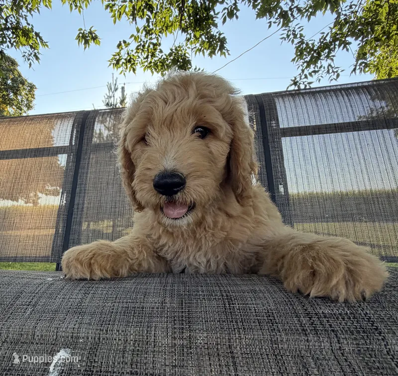 Duke – Goldendoodle puppy for sale in Nokomis, IL