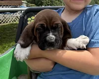 Hank, a male Basset Hound for sale in Nokomis, IL – 1 of 5