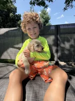 Bella, a female Goldendoodle for sale in Nokomis, IL – 6 of 7