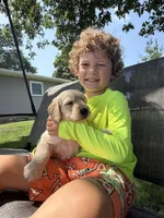 Bella, a female Goldendoodle for sale in Nokomis, IL – 7 of 7