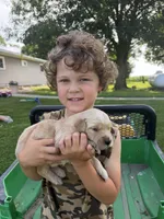 Lucky, a male Golden Retriever for sale in Nokomis, IL – 3 of 3