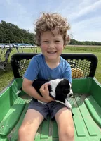 Ella, a female Basset Hound for sale in Nokomis, IL – 3 of 4
