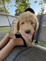 Sugar, a female Goldendoodle for sale in Nokomis, IL – 4 of 5