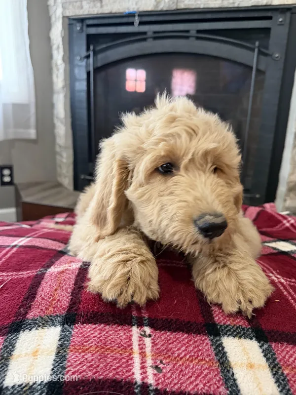 Doodle Pups, a male Goldendoodle for sale in Nokomis, IL – Photo 1 of 5