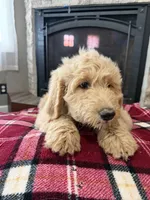 Doodle Pups, a male Goldendoodle for sale in Nokomis, IL – Photo 1 of 5