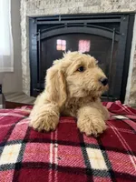 Doodle Pups, a male Goldendoodle for sale in Nokomis, IL – Photo 4 of 5