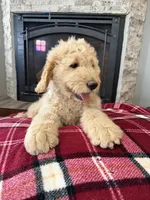 Doodle Pups, a male Goldendoodle for sale in Nokomis, IL – Photo 2 of 5