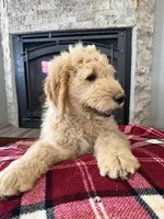 Doodle Pups, a male Goldendoodle for sale in Nokomis, IL – Photo 3 of 5