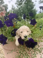 Duke, a male Goldendoodle for sale in Nokomis, IL – 6 of 6