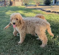 Duke, a male Goldendoodle for sale in Nokomis, IL – 4 of 6