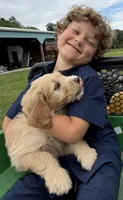 Jasper, a male Goldendoodle for sale in Nokomis, IL – 2 of 5