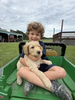 Rufus, a male Goldendoodle for sale in Nokomis, IL – 4 of 4