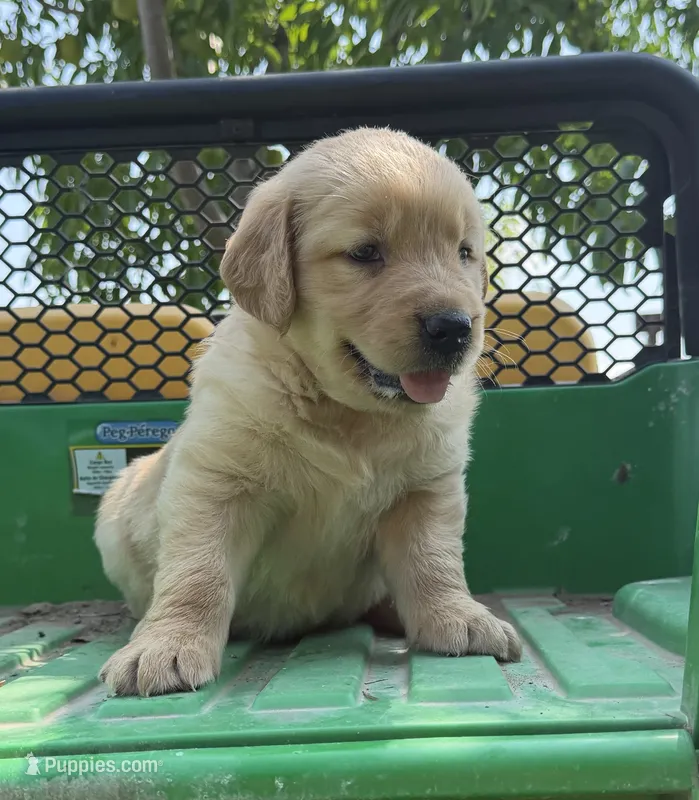 Rooster – Golden Retriever puppy for sale in Nokomis, IL