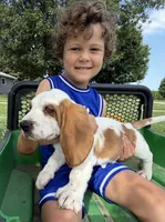 Fred, a male Basset Hound for sale in Nokomis, IL – 3 of 4