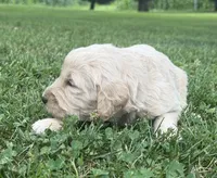 Duke, a male Goldendoodle for sale in Nokomis, IL – 3 of 6