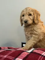 Max, a male Goldendoodle for sale in Nokomis, IL – Photo 3 of 4