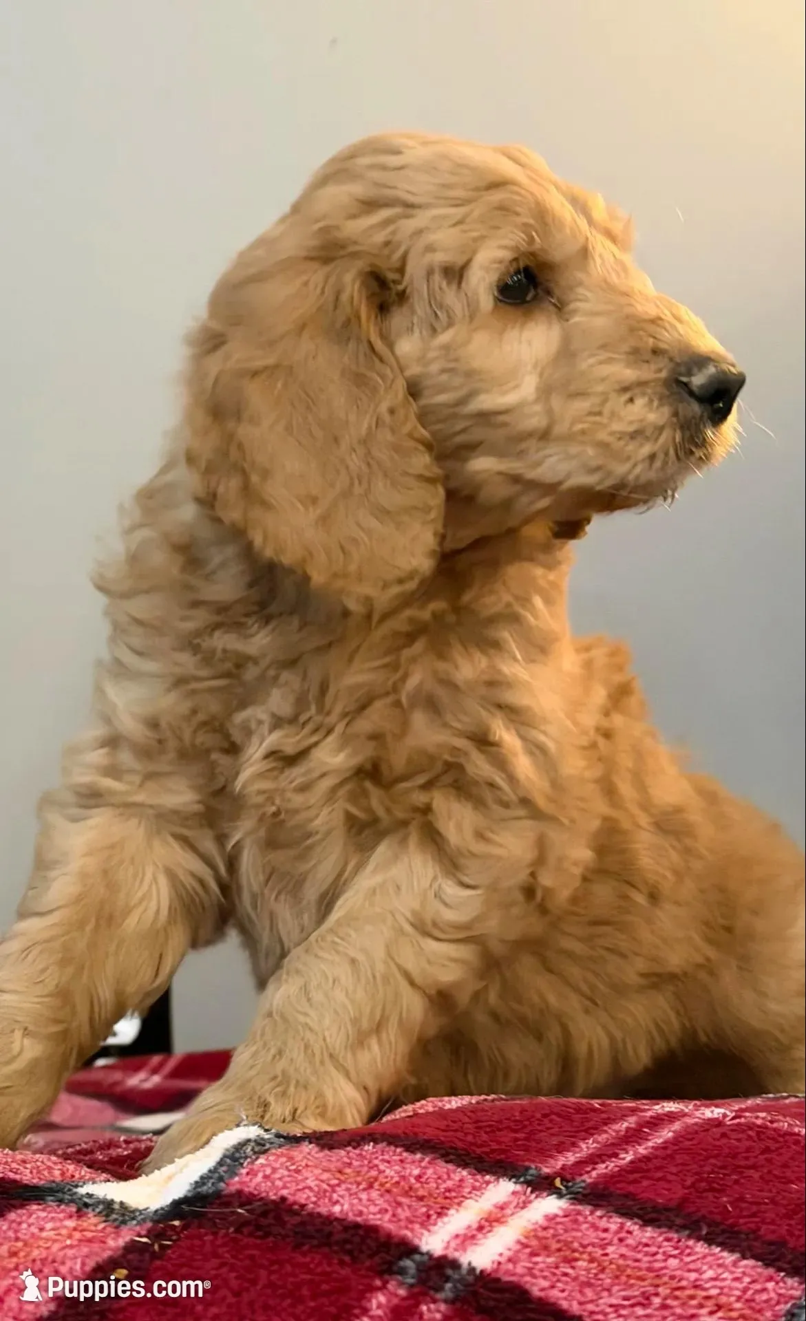 Max, a male Goldendoodle for sale in Nokomis, IL – Photo 2 of 4
