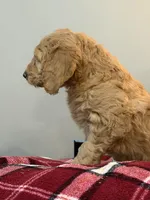 Max, a male Goldendoodle for sale in Nokomis, IL – Photo 4 of 4