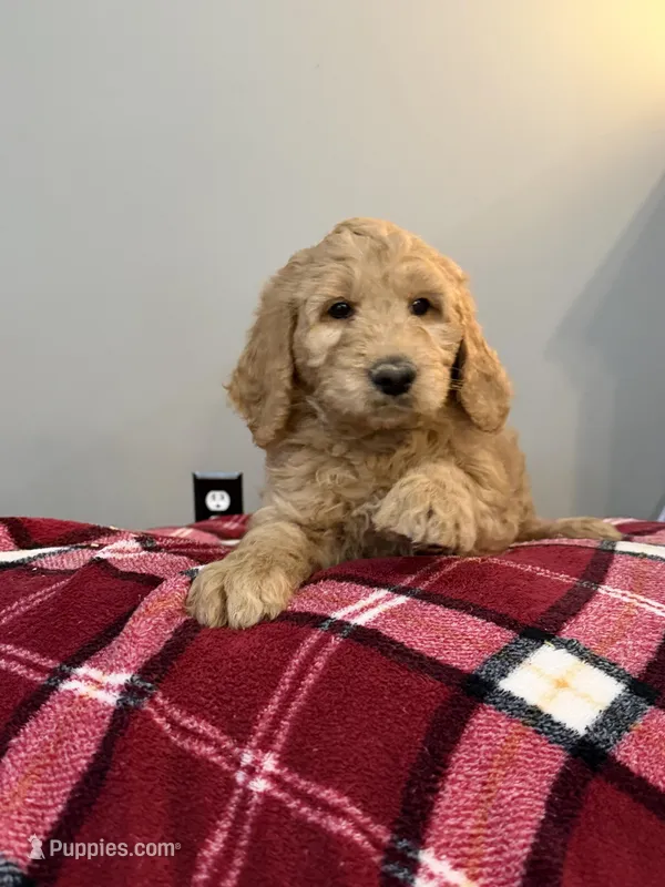 Max – Goldendoodle puppy for sale in Nokomis, IL