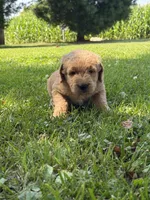 Hank, a male Goldendoodle for sale in Nokomis, IL – 6 of 8