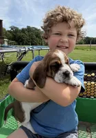 Rooster, a male Basset Hound for sale in Nokomis, IL – 3 of 5