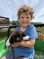 Hank, a male Basset Hound for sale in Nokomis, IL – 5 of 5