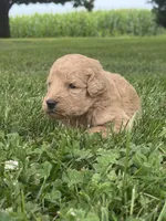 Sugar, a female Goldendoodle for sale in Nokomis, IL – 4 of 8