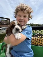 Rooster, a male Basset Hound for sale in Nokomis, IL – 5 of 5
