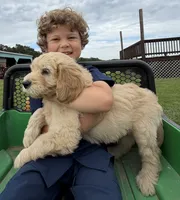 Duke, a male Goldendoodle for sale in Nokomis, IL – 3 of 6