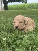 Sugar, a female Goldendoodle for sale in Nokomis, IL – 3 of 8