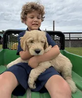 Duke, a male Goldendoodle for sale in Nokomis, IL – 5 of 6