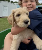 Rufus, a male Goldendoodle for sale in Nokomis, IL – 2 of 4